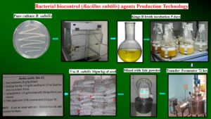 Mass production of Bacterial bio control agents