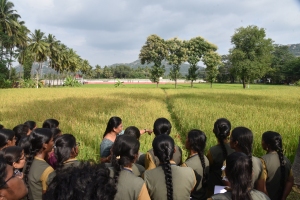 Breeder seed production in Rice