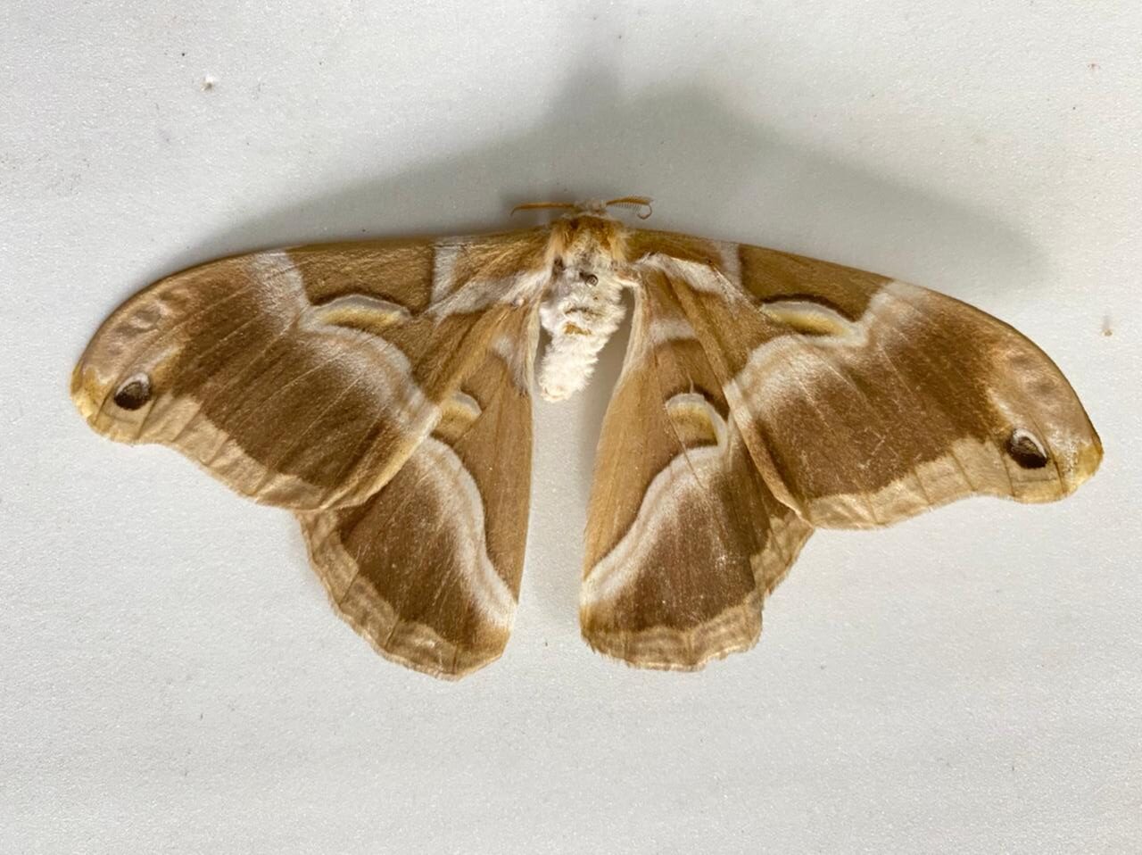 Eri silkworm moth