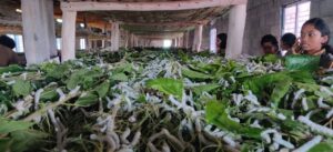 Exposure visit to lage silkworm rearing
