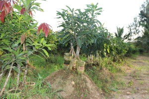 Mango Mother Block grafts