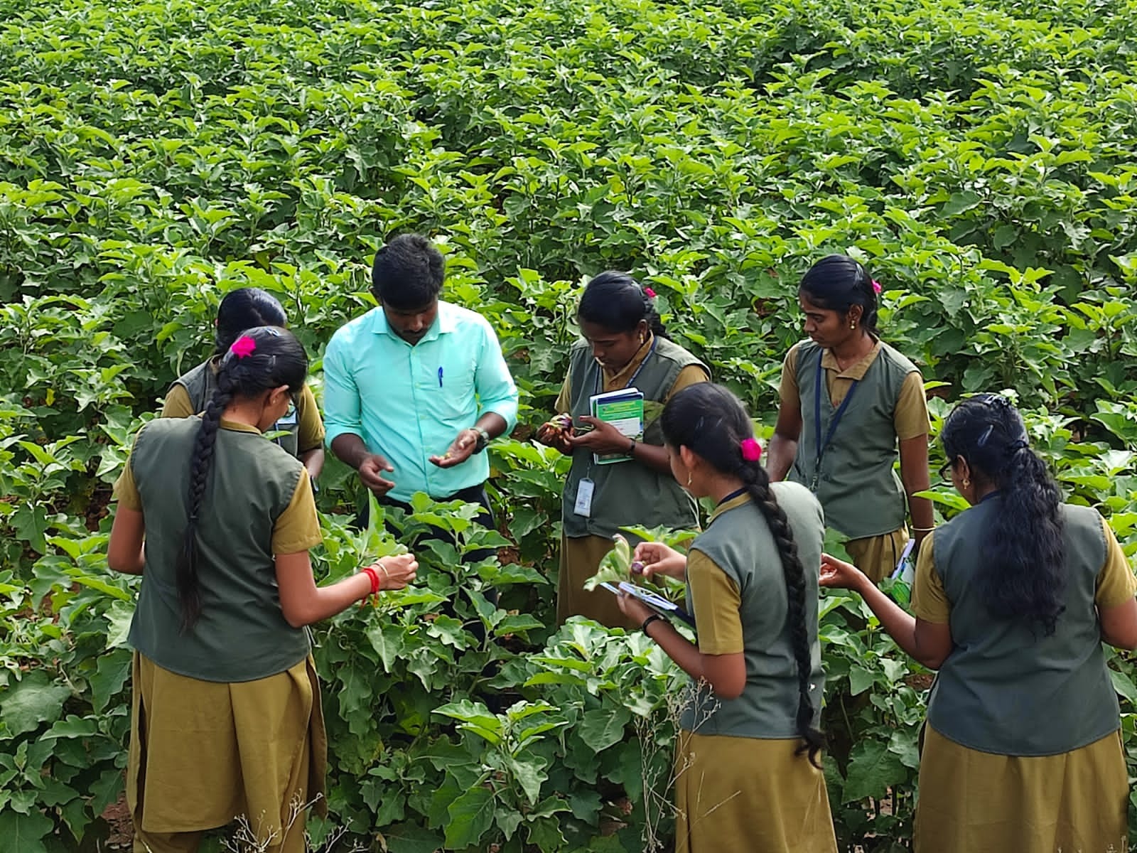 Students larva collection at Brinjal field