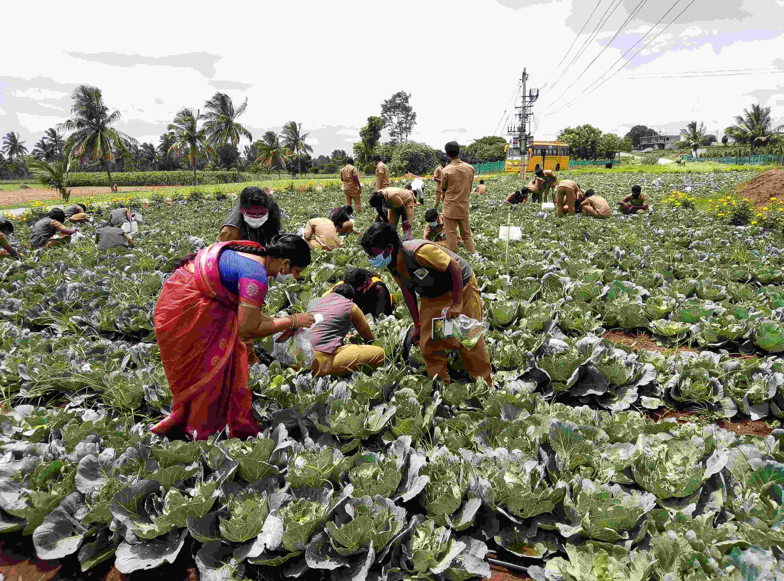 Students pests collection at Cabbage field at Athimugam