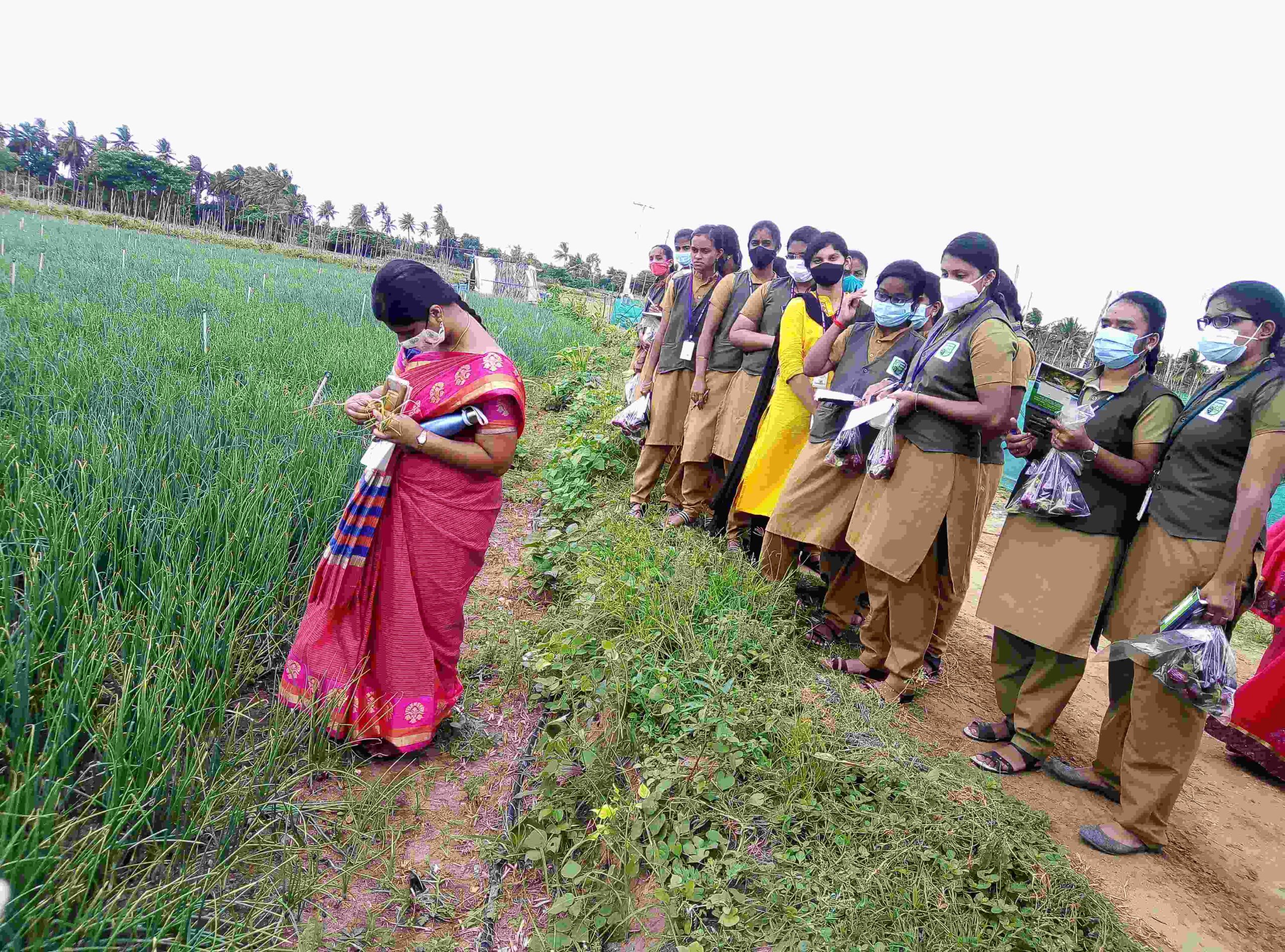 Students pests collection at Cabbage field at Athimugam