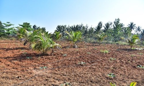Dryland brought under Cultivation with Drip Irrigation Facilities